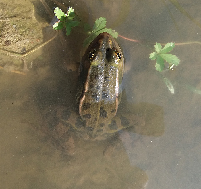 Pelophylax kurtmuelleri  o ridibundus (Oltrep e altri siti lombardi)